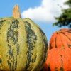 pumpkin, fig leaf gourd, cucurbita ficifolia